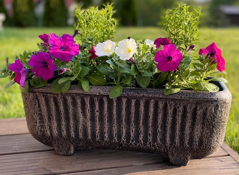 Krásne petúnie. Kráľovné letných záhrad !