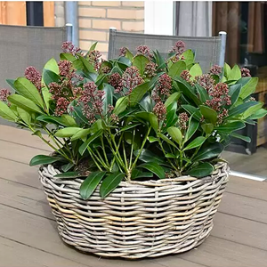 RATANOVÝ Květináč DRYPOT BOWL, Grey Ø32x14cm