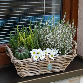 RATANOVÝ Košík s rúčkami CLASSIC, Grey, 37x22x12 cm