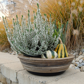 RATANOVÝ Kvetináč DRYPOT STREEP, 30x12 cm